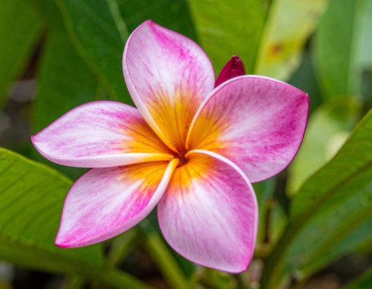 🌼 Fragrance Fleur de Tiaré – Soleil, douceur et sensualité exotique