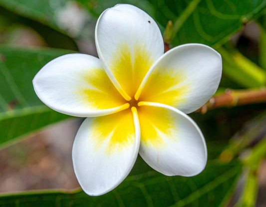 🌿 Fragrance Naturelle Fleur de Monoï – Voyage olfactif sous les tropiques